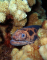  Taken Maui HI. diving Tiny Bubbles Scuba HI  